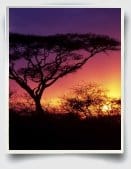 Wildlife Essay