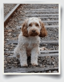 animal cruelty paper