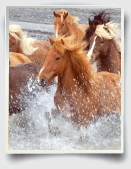 essay on horses