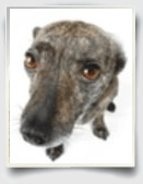 Papers on Animal Cruelty