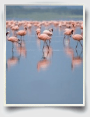 Essays on Birds