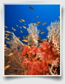 Coral Reef Essays