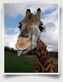 essay on animals