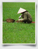 essay on vietnam