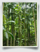 rainforest essay