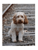 animal cruelty paper