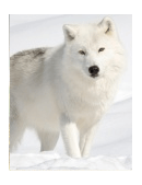 essays on Jack London