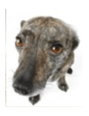 papers on animal cruelty