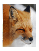 fox hunting essay