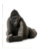 about King Kong