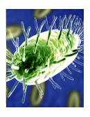 HIV & AIDS essay