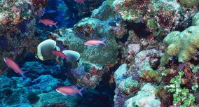 Coral Reef Essay: Descriptive Writing How-to Guide