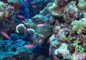 Coral Reef Essay: Descriptive Writing How-to Guide