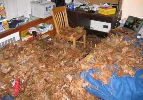 Custom essay dorm