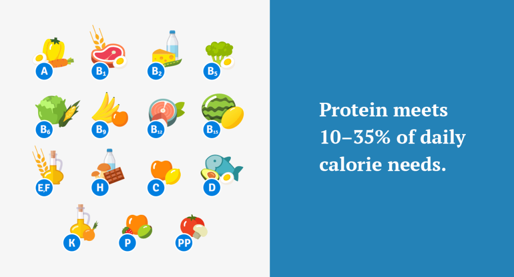 Protein meets 10–35% of daily calorie needs. Food fact about protein