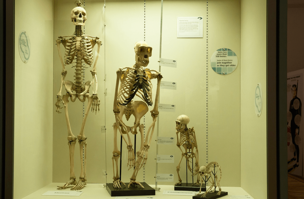Skeleton comparison human monkey